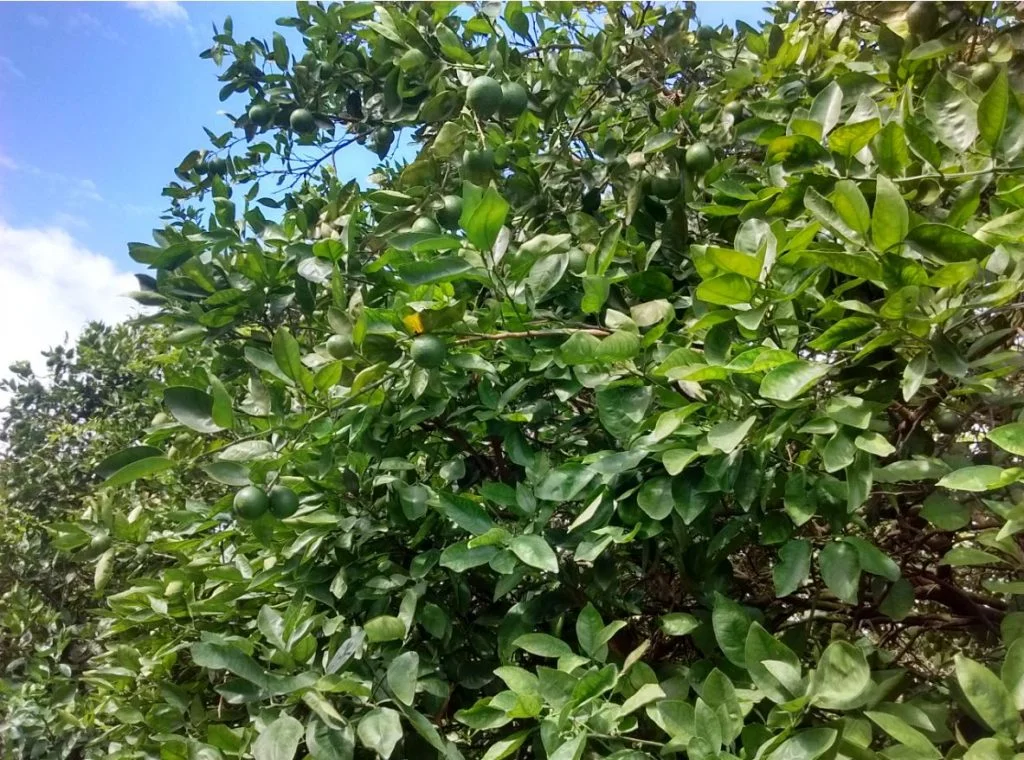 Navel orange tree