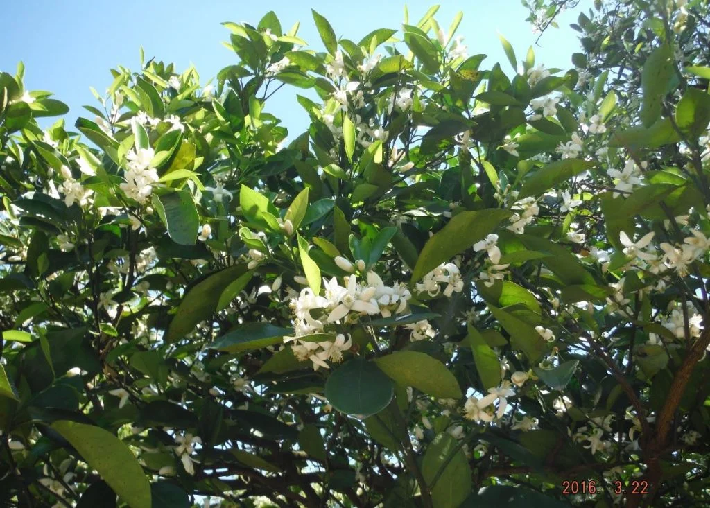 Orange Blossoms