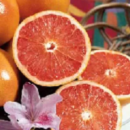 Ruby Red Grapefruit