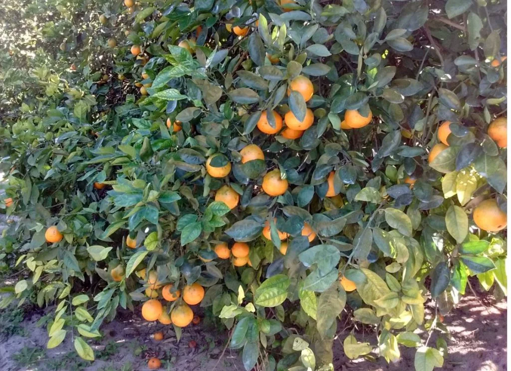 Tangerine tree